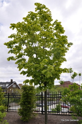 Acer saccharum 'Steeple' — photo 3